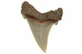 Serrated Angustidens Tooth - Megalodon Ancestor #340334-1